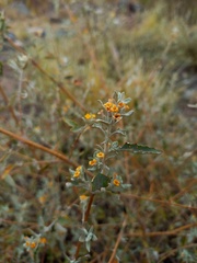 Buddleja mendozensis