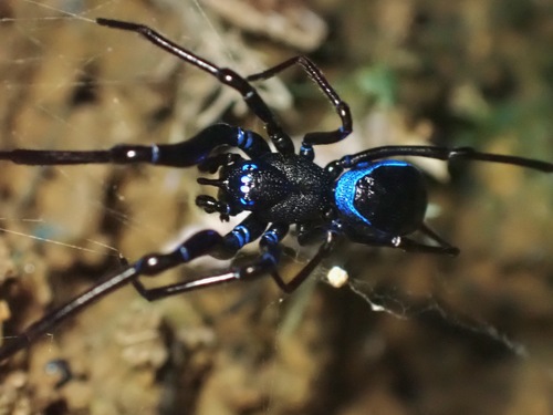 Perania cerastes