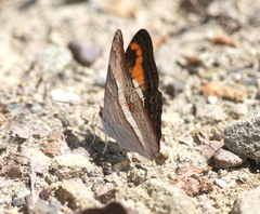 Adelpha corcyra collina