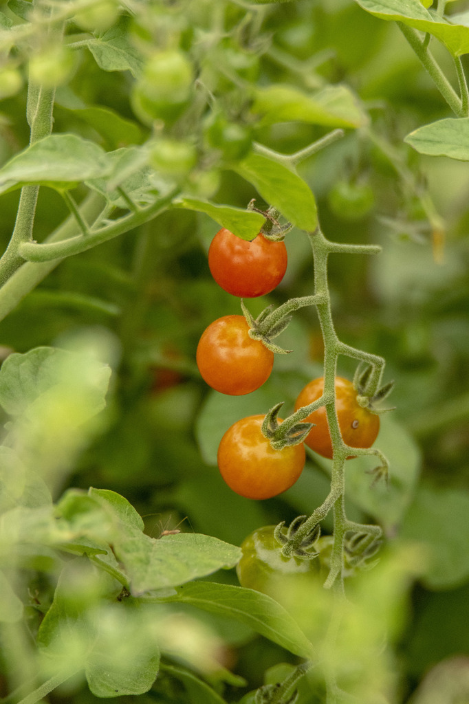 Solanum pimpinellifolium — an easy houseplant, prefers full sun light