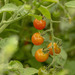 Solanum pimpinellifolium - Photo (c) David F. Belmonte, μερικά δικαιώματα διατηρούνται (CC BY-NC), uploaded by David F. Belmonte