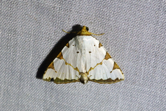 Eulepidotis testaceiceps