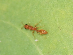 Pseudomyrmex pallidus