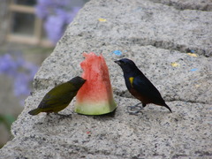 Euphonia pectoralis