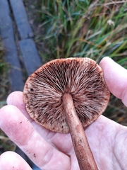 Tricholoma pessundatum