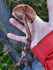 Tricholoma pessundatum