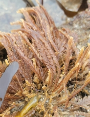 Aglaophenia struthionides