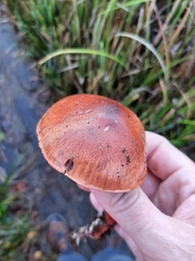 Tricholoma pessundatum