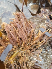 Aglaophenia struthionides