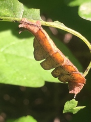 Dichorda illustraria