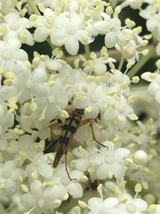 Strangalia luteicornis