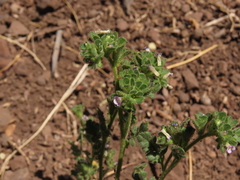 Phacelia cumingii