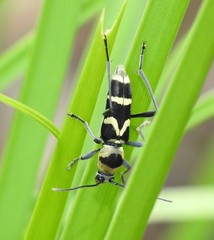 Chlorophorus curtisi