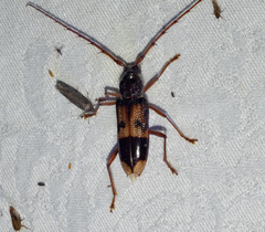 Phoracantha recurva