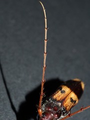 Phoracantha recurva