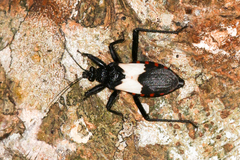 Microtomus luctuosus