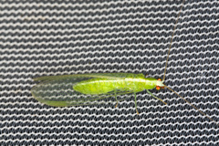 Chrysopodes collaris