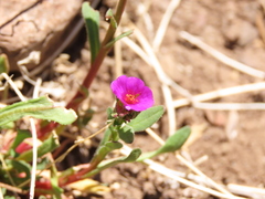 Calandrinia compressa
