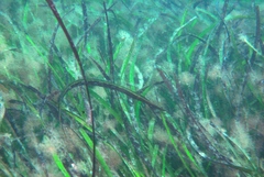 Siphonognathus argyrophanes