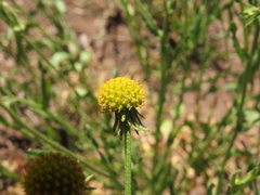 Helenium aromaticum