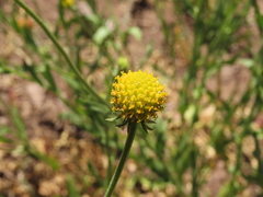 Helenium aromaticum