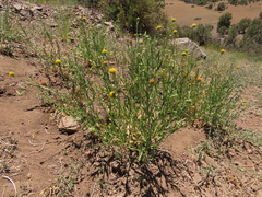 Helenium aromaticum