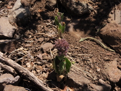 Phacelia brachyantha