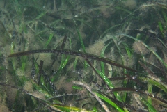 Siphonognathus argyrophanes