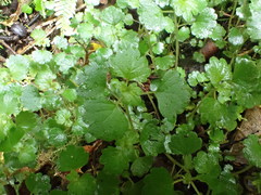 Australina pusilla pusilla