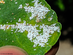 Pinnaspis aspidistrae