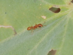 Pseudomyrmex pallidus