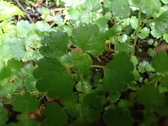 Australina pusilla pusilla