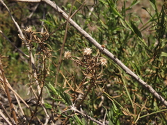 Baccharis paniculata