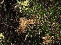 Baccharis paniculata