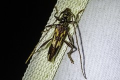 Coptocercus rubripes