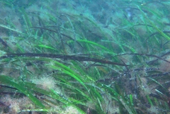 Siphonognathus argyrophanes