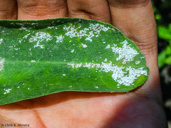 Pinnaspis aspidistrae