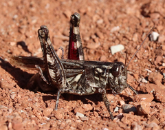 Melanoplus punctulatus