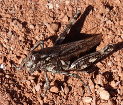 Melanoplus punctulatus