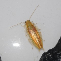 Mediastinia