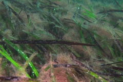 Siphonognathus argyrophanes