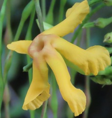 Mandevilla subsagittata