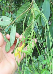 Mandevilla subsagittata