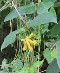 Mandevilla subsagittata
