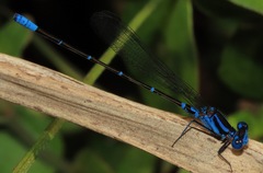 Argia gaumeri