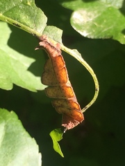 Dichorda illustraria