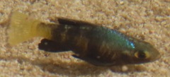 Yucatan Pupfish photo 2