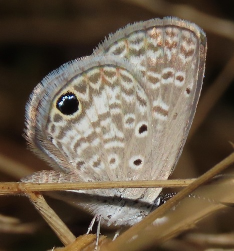 Hemiargus huntingtoni hannoides