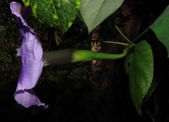 Ipomoea clavata