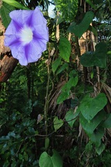 Ipomoea clavata